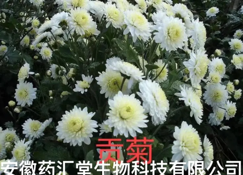 菊花苗.金丝皇菊苗，北京菊.婺源.大阪菊，包技术包回收