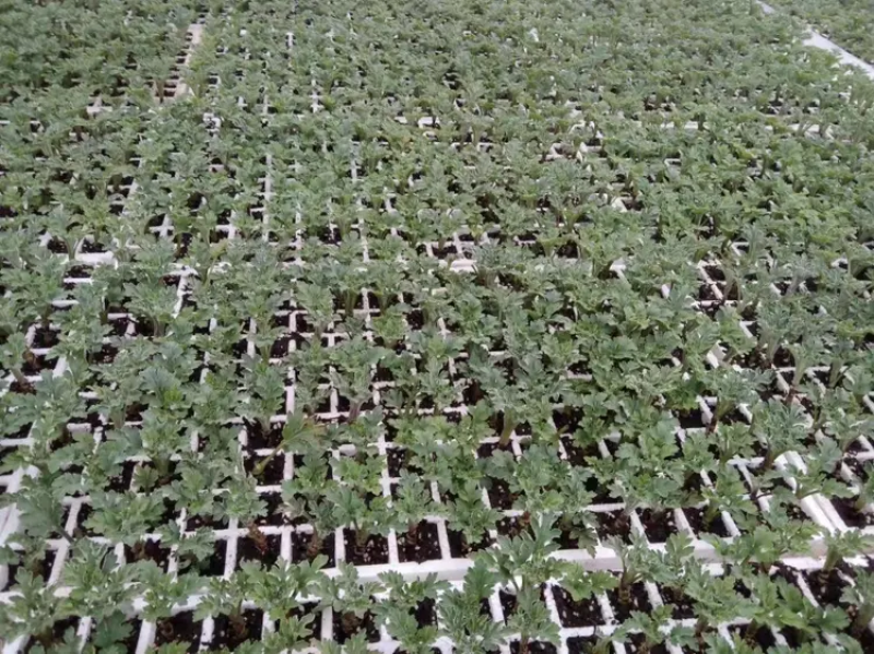 菊花苗.金丝皇菊苗，北京菊.婺源.大阪菊，包技术包回收