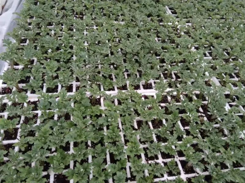 菊花苗.金丝皇菊苗，北京菊.婺源.大阪菊，包技术包回收