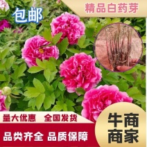 【推荐】观赏绿化白芍芽，规格齐全.原颗.7芽以上量大优惠