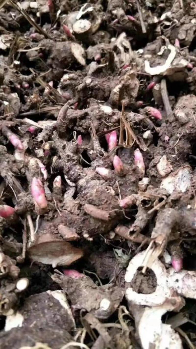 【推荐】精品白芍芽，观赏药用打造花海，包回收量大