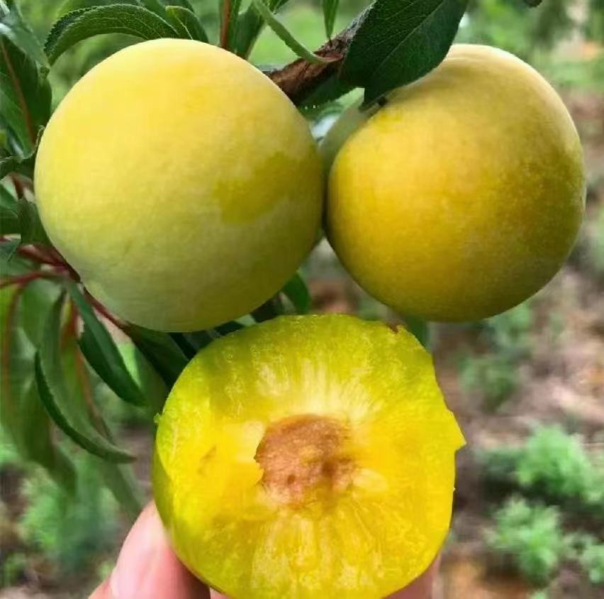 蜂糖李果实特写