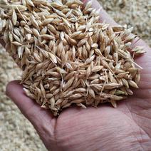 大麦，啤酒麦，楚雄本地大麦大量供应