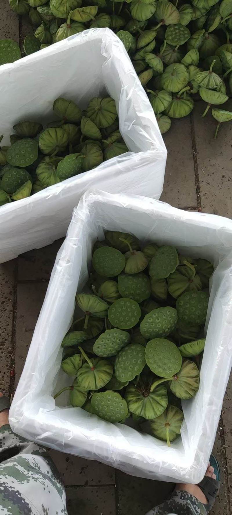 新鲜水果莲蓬一件代发，电商平台社区团购批发市场大量供应