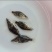 桂花鱼苗正宗优质鳜鱼苗
