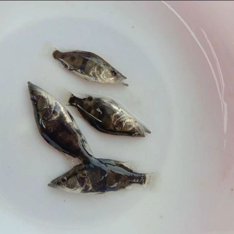桂花鱼苗正宗优质鳜鱼苗
