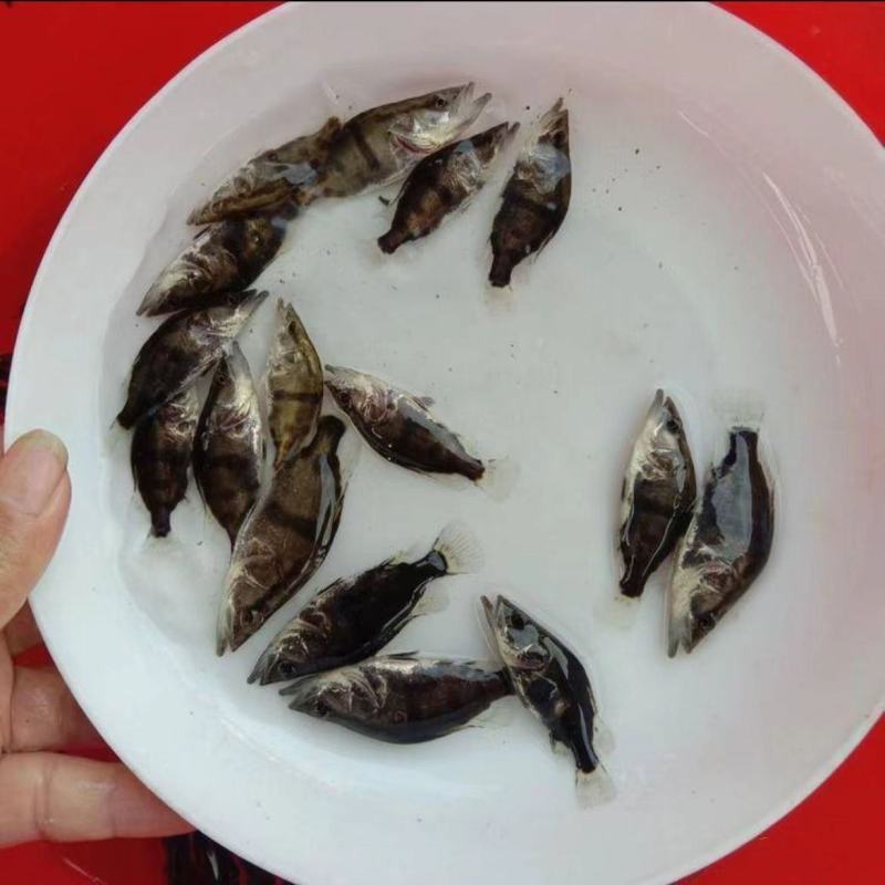桂花鱼苗正宗优质鳜鱼苗