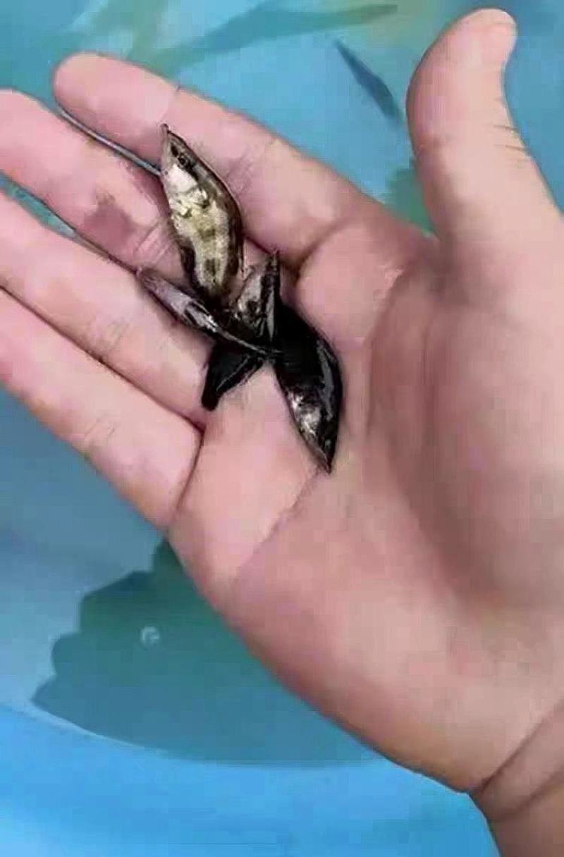桂花鱼苗正宗优质鳜鱼苗