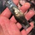 桂花鱼苗正宗优质鳜鱼苗