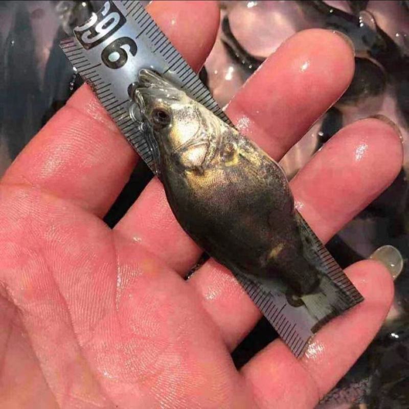 桂花鱼苗正宗优质鳜鱼苗