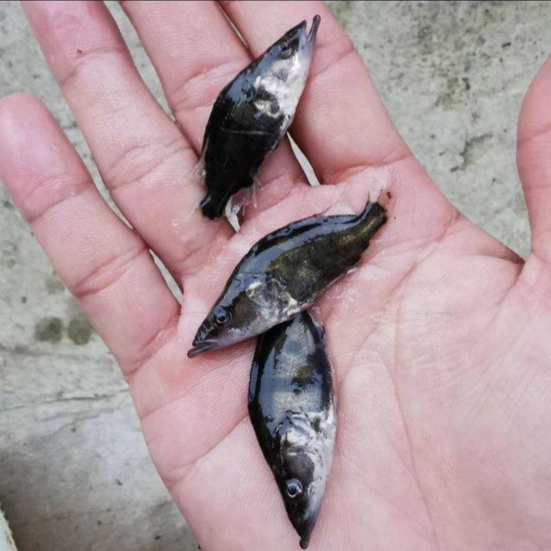 桂花鱼苗正宗优质鳜鱼苗