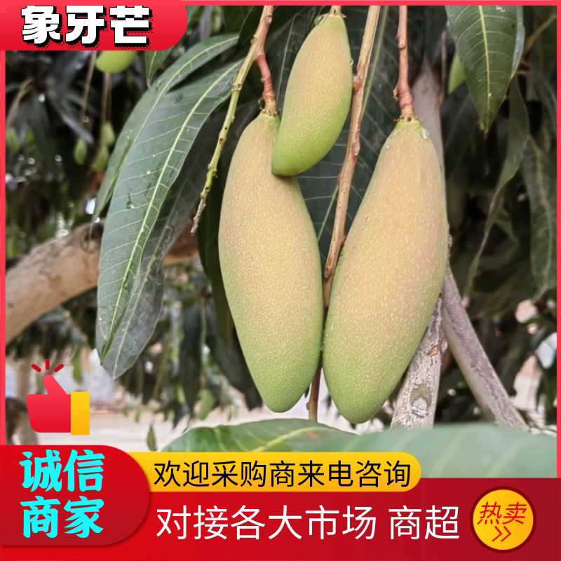 广西象牙芒酸芒果产地直发可全国发货不包邮