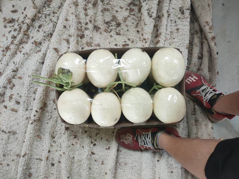 河南红玉甜瓜，白皮红肉，东方蜜万亩大棚基地，代收货，代发电商