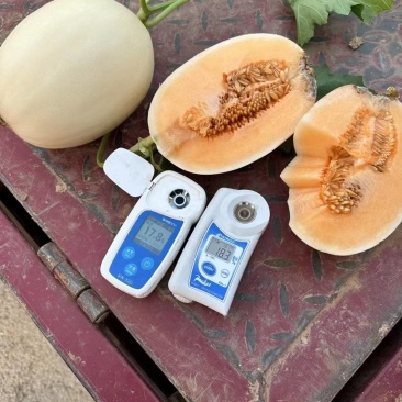 甜红玉甜瓜，白皮红肉，万亩大棚代收代发，龚垒代发货
