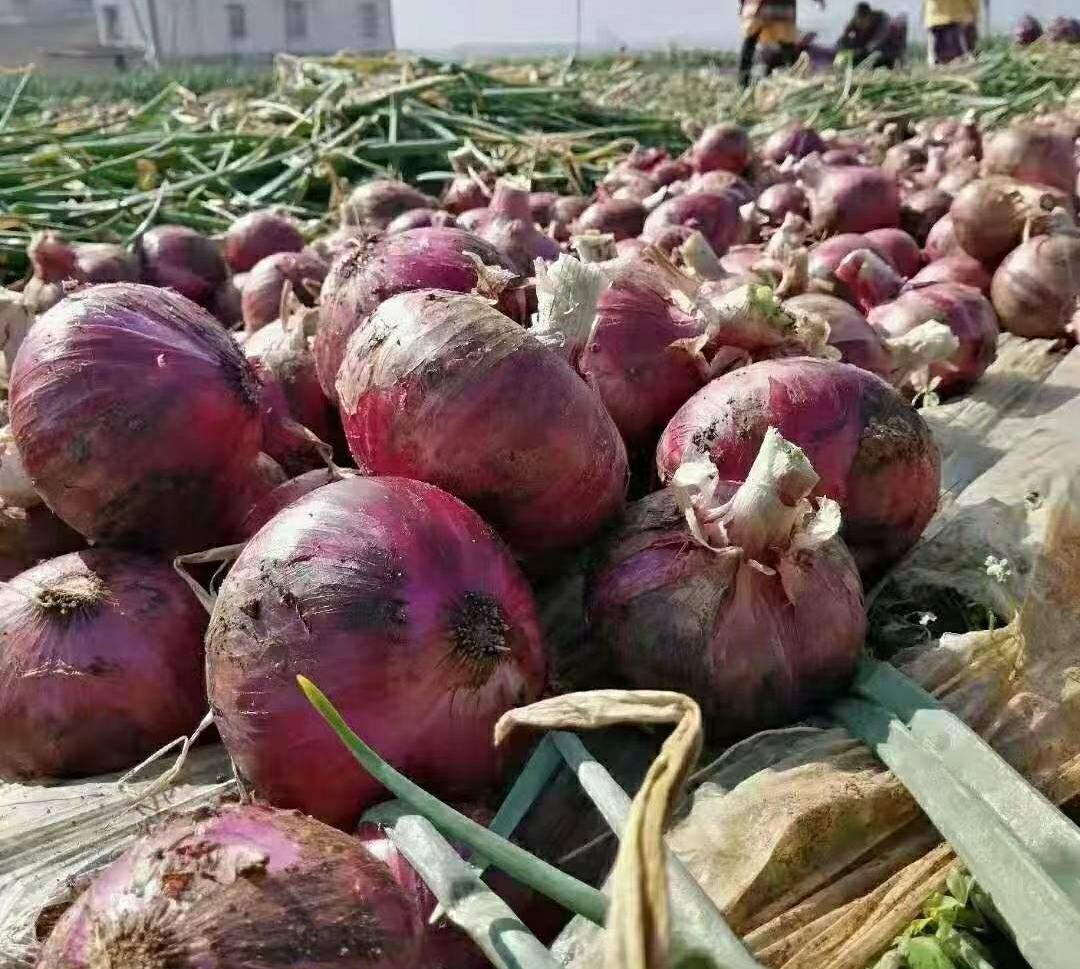 洋葱田种植场景