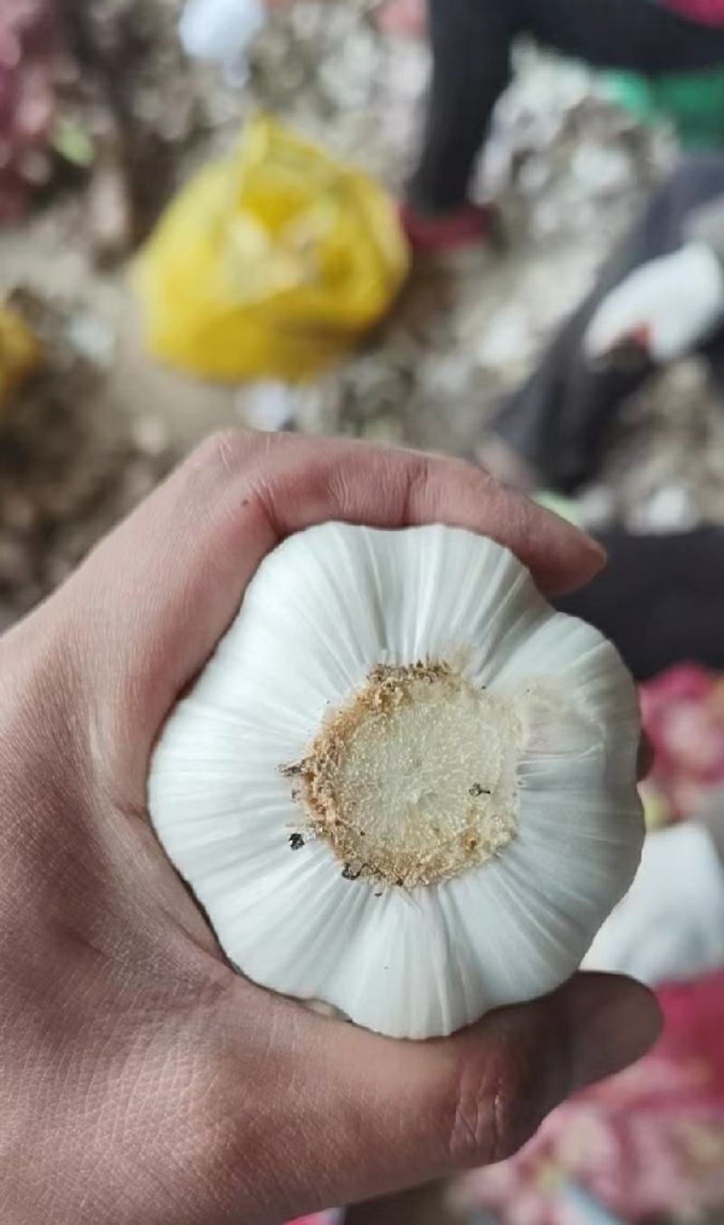 河南郑州中牟新鲜大蒜产地直发一手货源批发价格美丽欢迎合作