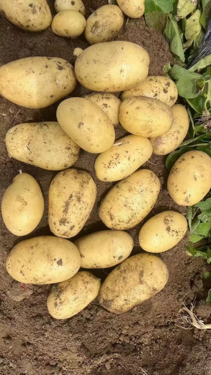 河南郑州中牟荷兰十五土豆基地直发一手货源批发品质保证价格