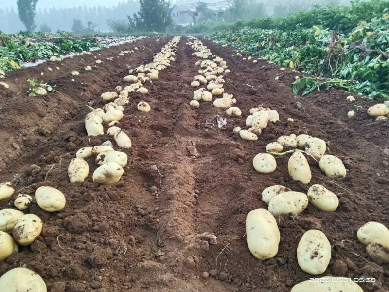 河南郑州中牟荷兰十五土豆基地直发一手货源批发品质保证价格