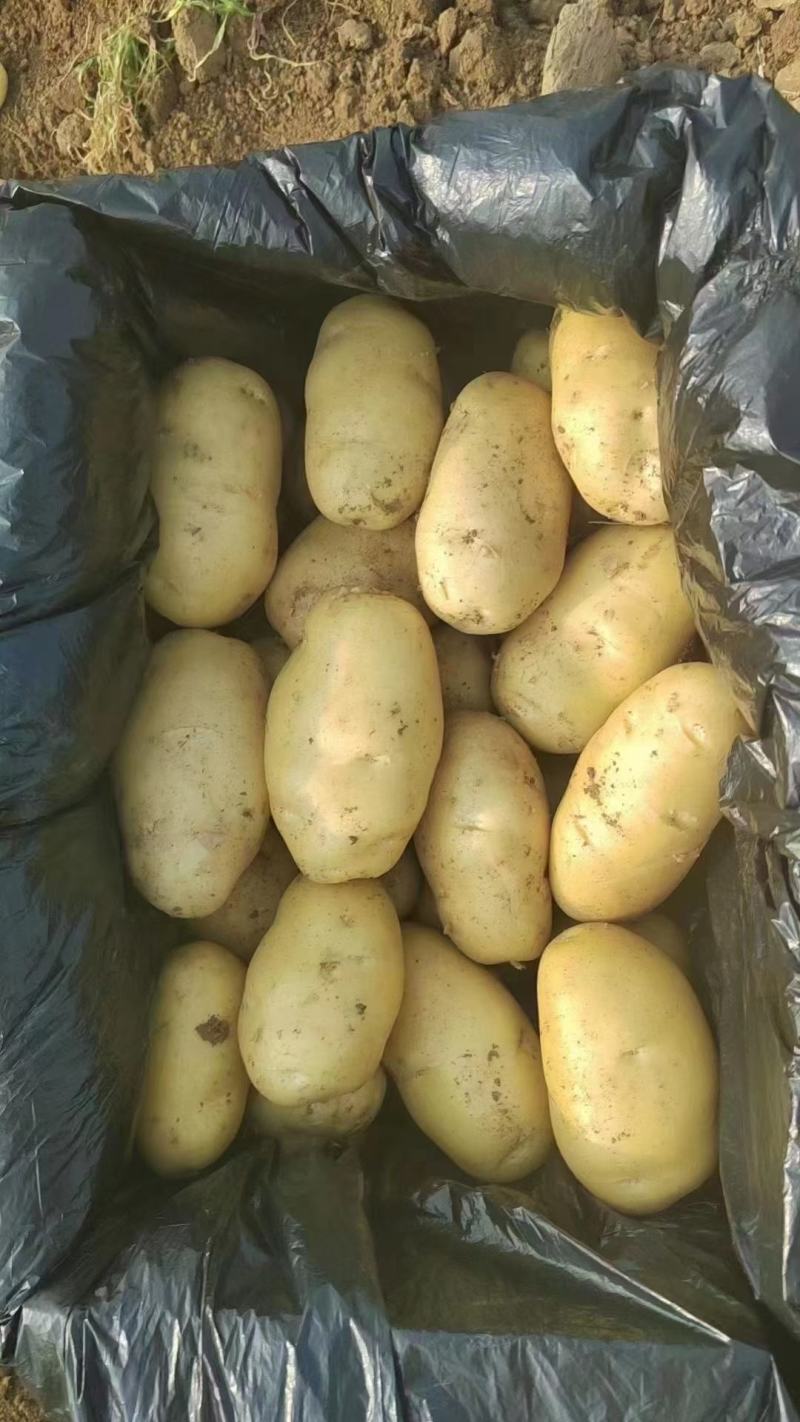 河南郑州中牟荷兰十五土豆基地直发一手货源批发品质保证价格
