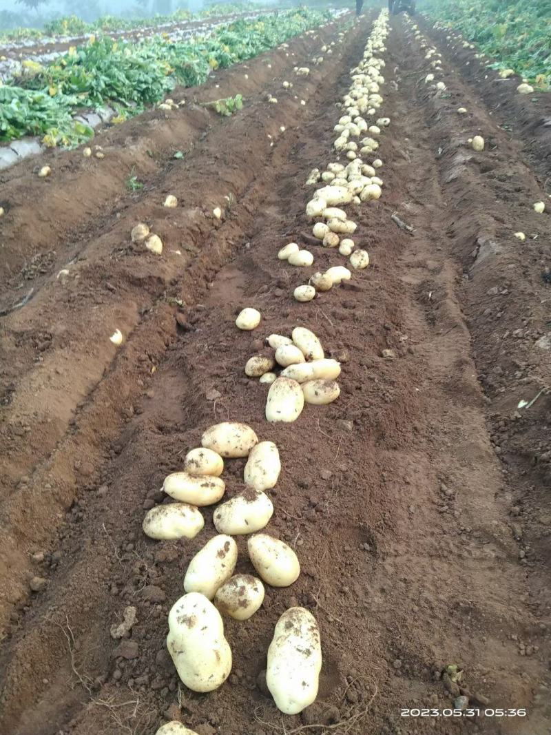 河南郑州中牟荷兰十五土豆基地直发一手货源批发品质保证价格