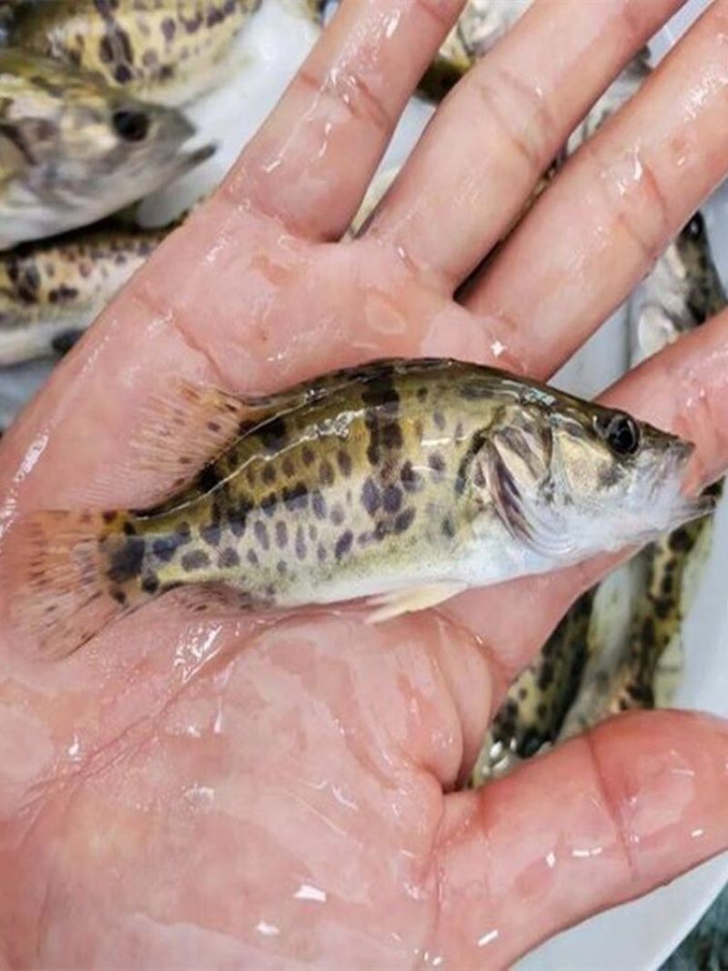 桂花鱼苗大规格十公分鳜鱼苗淡水养殖食用翘嘴路亚季花鱼批发