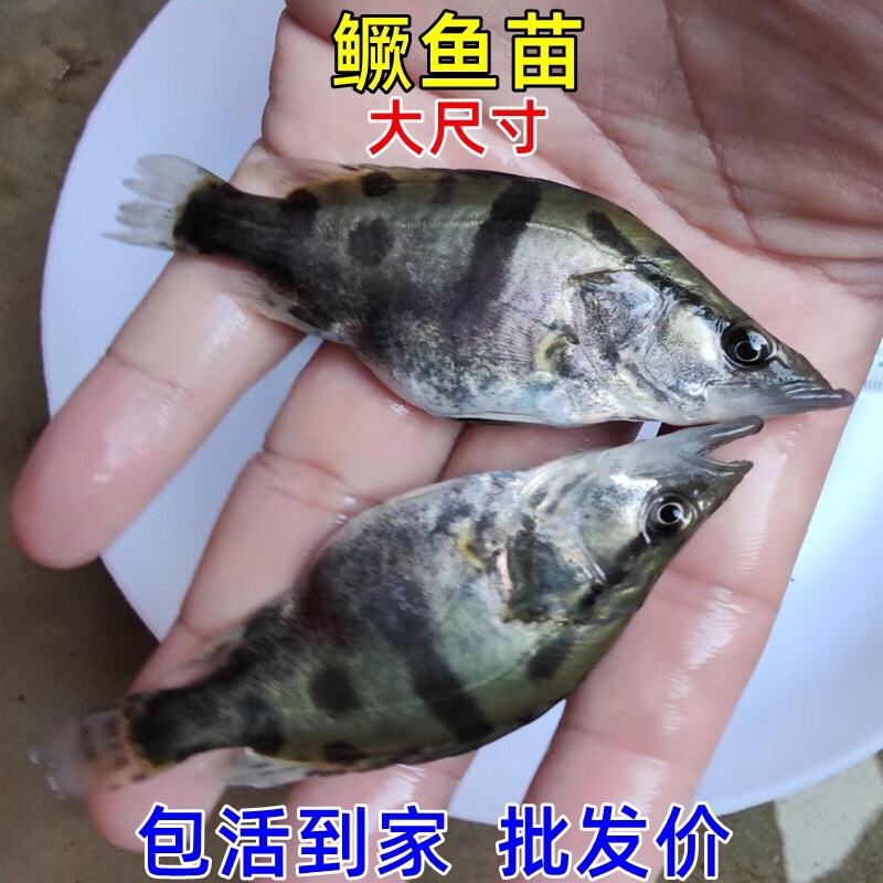 桂花鱼苗大规格十公分鳜鱼苗淡水养殖食用翘嘴路亚季花鱼批发