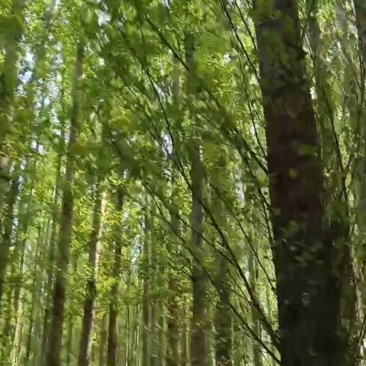 常年出售杨树，片林，原木，有需要的联系我
