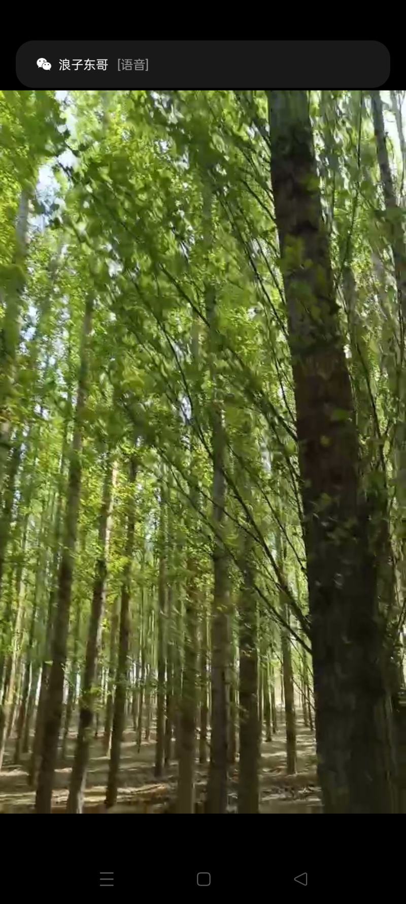 常年出售杨树，片林，原木，有需要的联系我