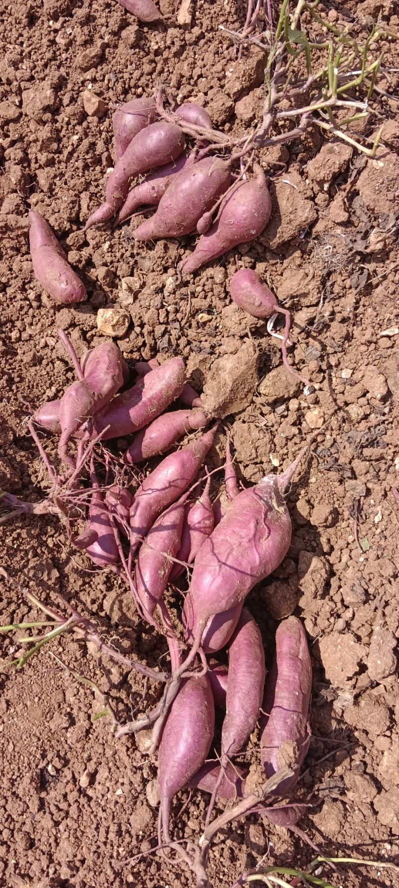 云南高山生态小花叶紫薯，土夹沙地紫薯，欢迎采购！