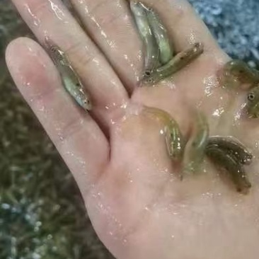 鮰鱼叉尾鮰鱼