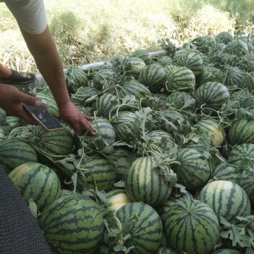 头茬美都4万斤熟啦