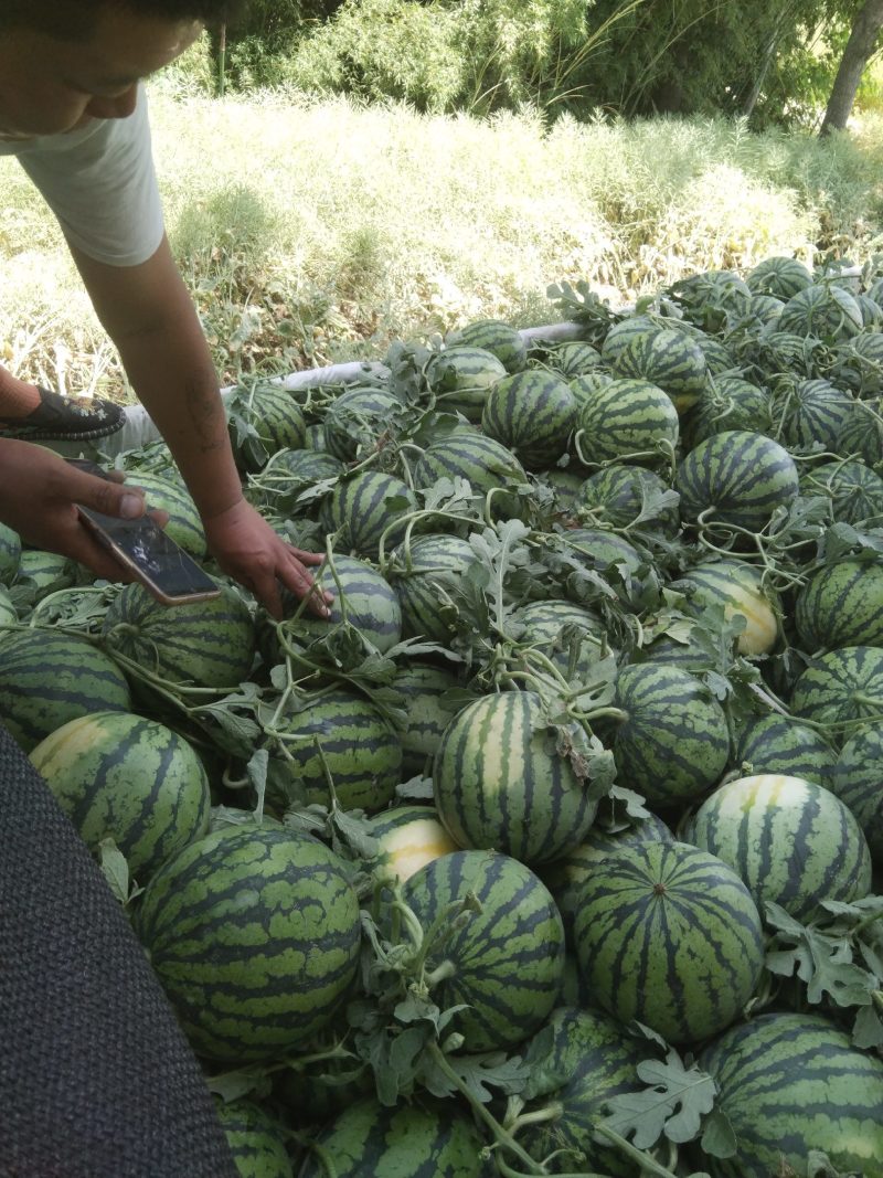 头茬美都4万斤熟啦