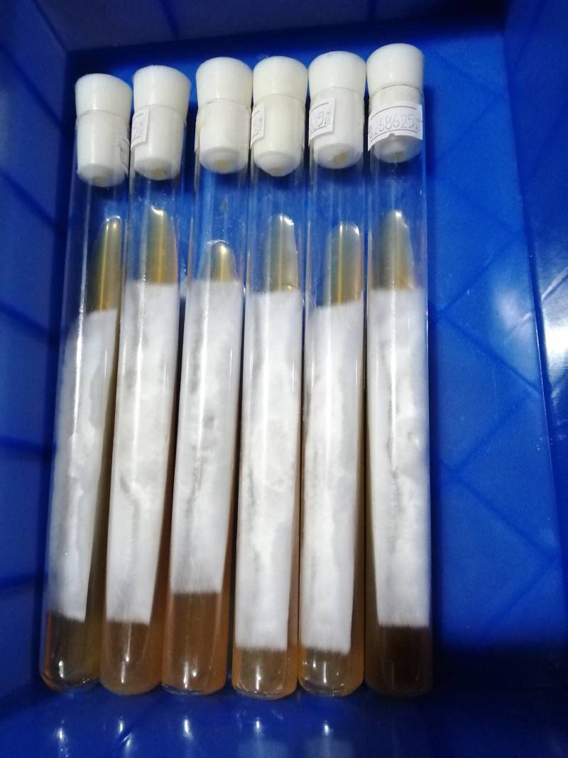 杏鲍菇母种，pDA培养基，18mmx180㎜试管母种！