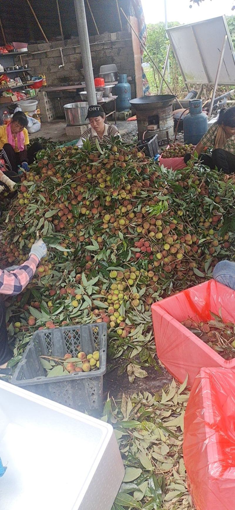 茂名电白荔枝已大量上市果园直供质优价廉新鲜採摘纯甜肉厚皮