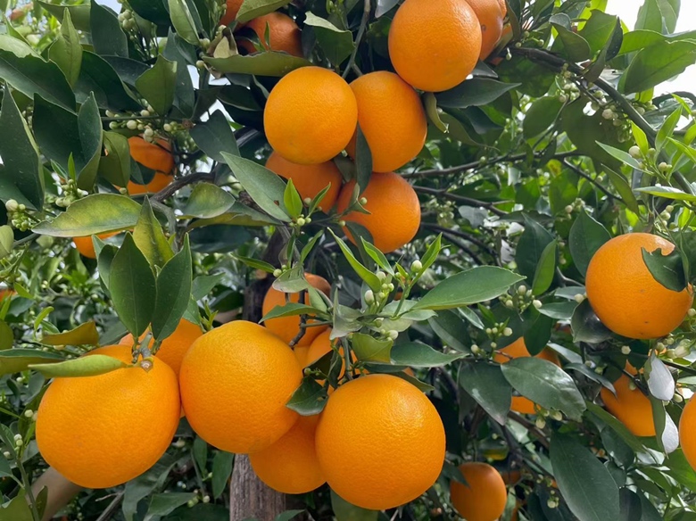 采摘后的伦晚脐橙在储藏中逐渐转色