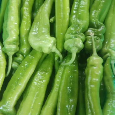 邯郸蔬菜