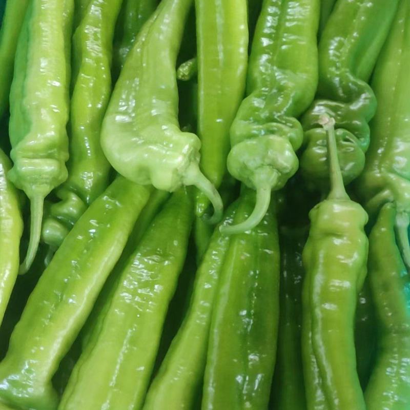 邯郸蔬菜