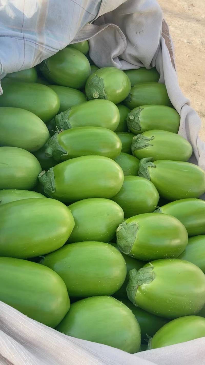 【荐】精品青茄子按需包装产地直供货源稳定欢迎来电咨询