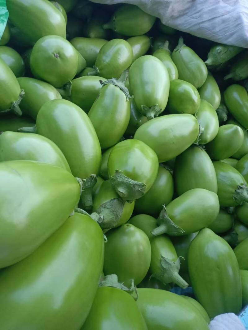 【荐】精品青茄子按需包装产地直供货源稳定欢迎来电咨询