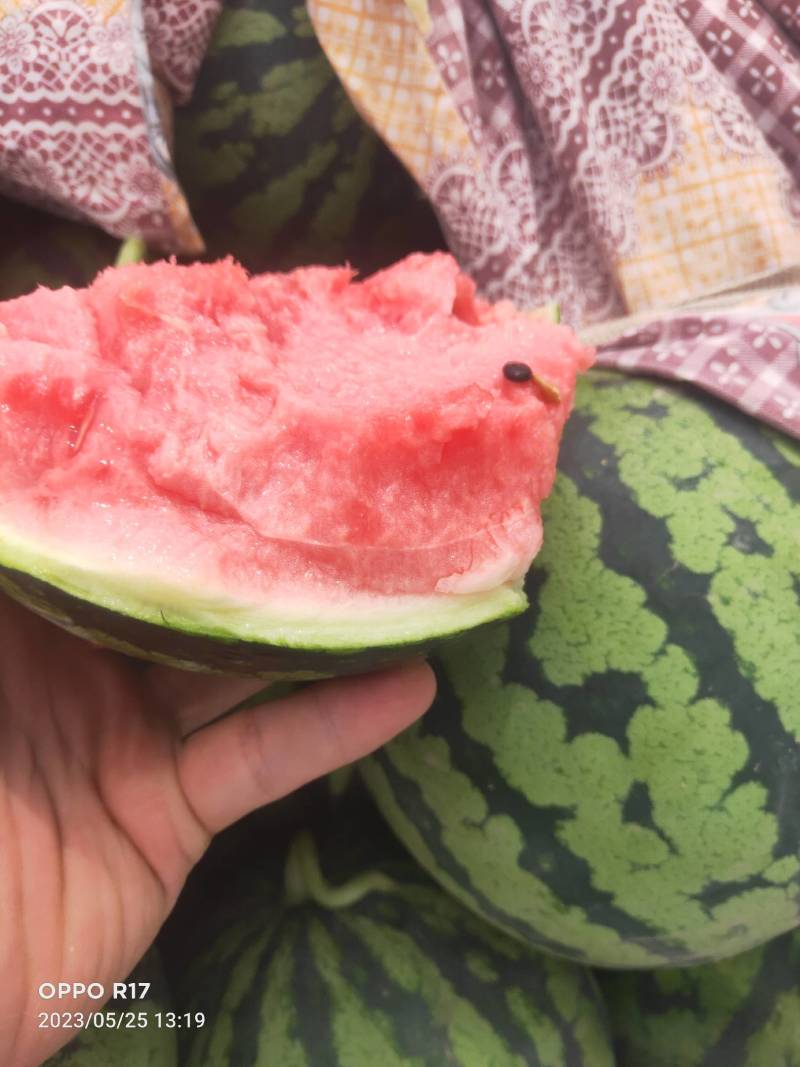 精品无籽美都西瓜，大量上市，诚信共赢，互利互助，需要联系