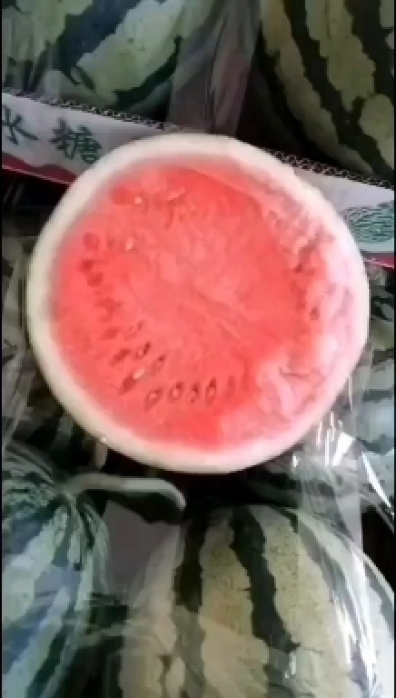 精品无籽美都西瓜，大量上市，诚信共赢，互利互助，需要联系