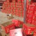 精品无籽美都西瓜，大量上市，诚信共赢，互利互助，需要联系