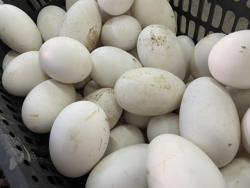 精品散黄鹅蛋，散黄鸭蛋，破壳鸭蛋，常年稳定供货。