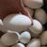精品散黄鹅蛋，散黄鸭蛋，破壳鸭蛋，常年稳定供货。