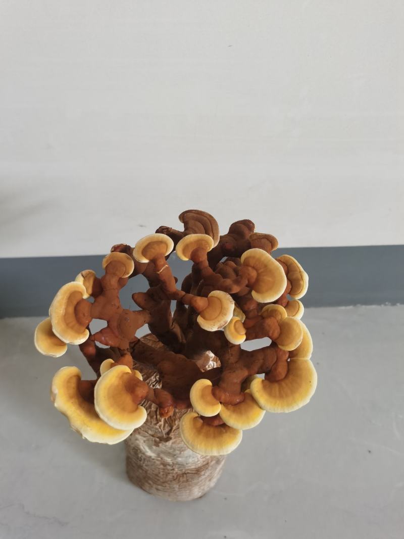 灵芝盆景灵芝花