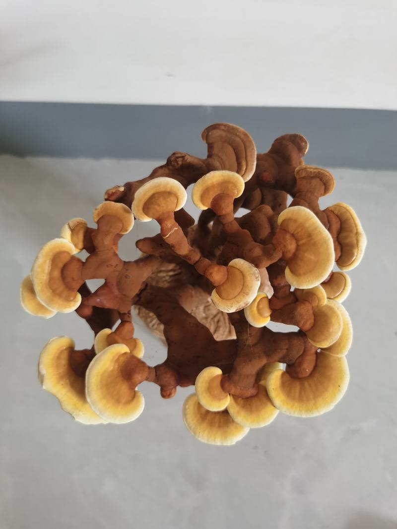灵芝盆景灵芝花