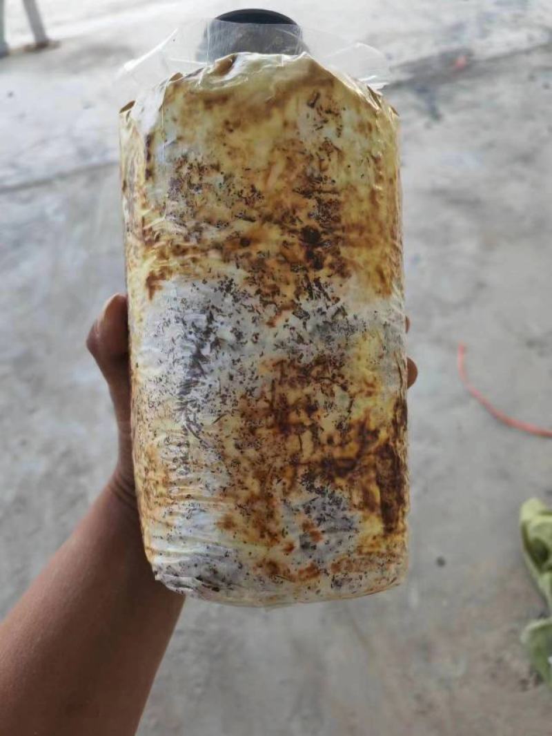 桑黄菌包大量供应。价格实惠，你有量我有价。