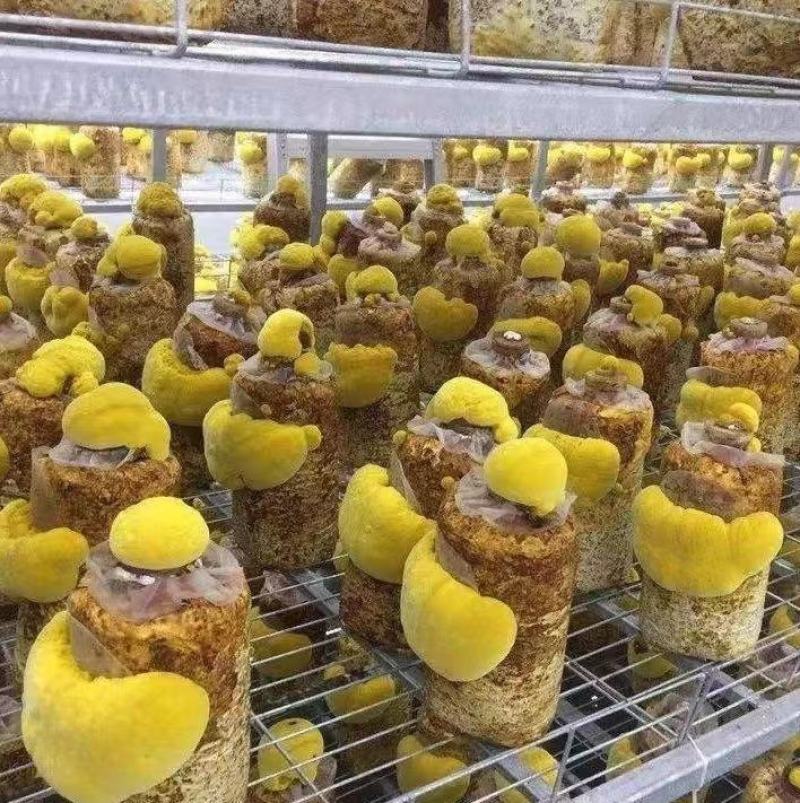 桑黄菌包大量供应。价格实惠，你有量我有价。