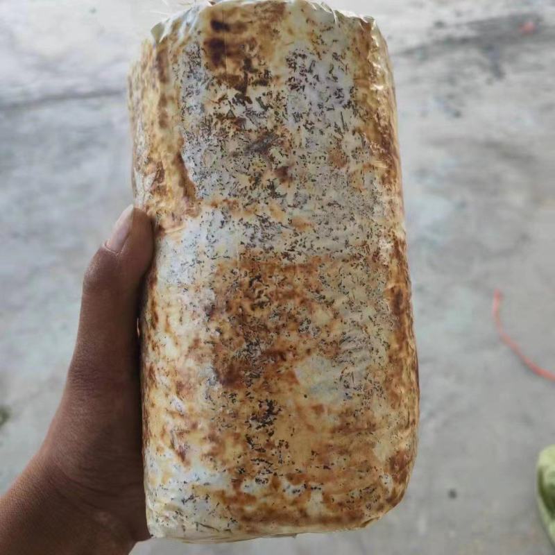 桑黄菌包大量供应。价格实惠，你有量我有价。