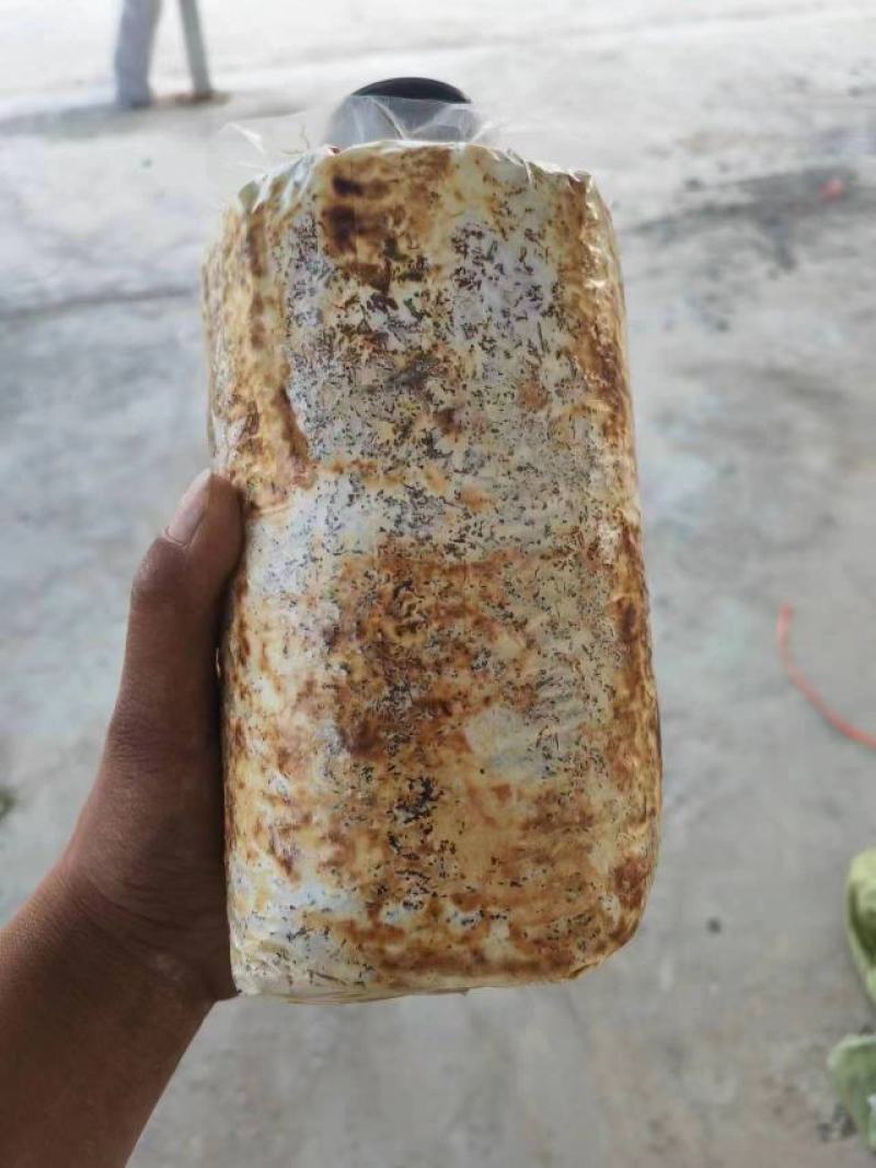 桑黄菌包大量供应。价格实惠，你有量我有价。
